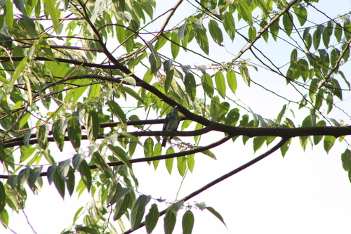 Azure-rumped Tanager (Poecilostreptus cabanisi), photo 10