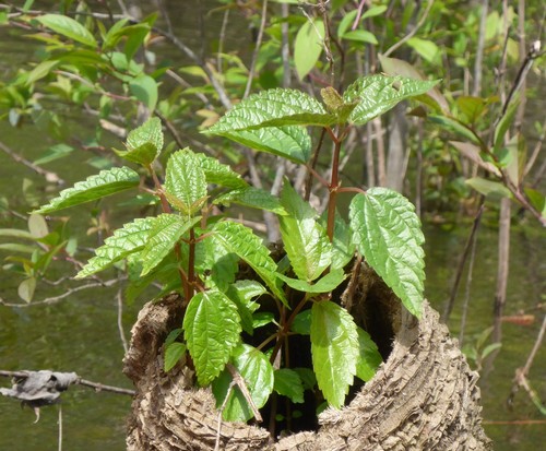 Boehmeria image
