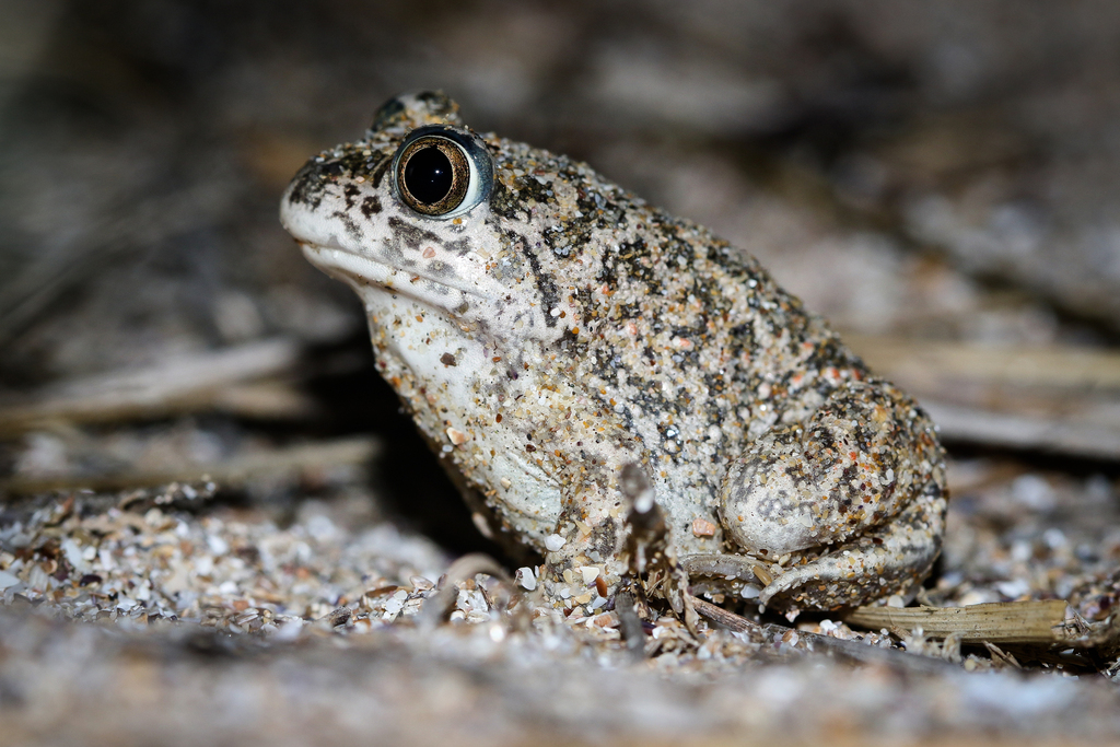 European Spadefoot Toads