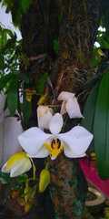 Phalaenopsis amabilis
