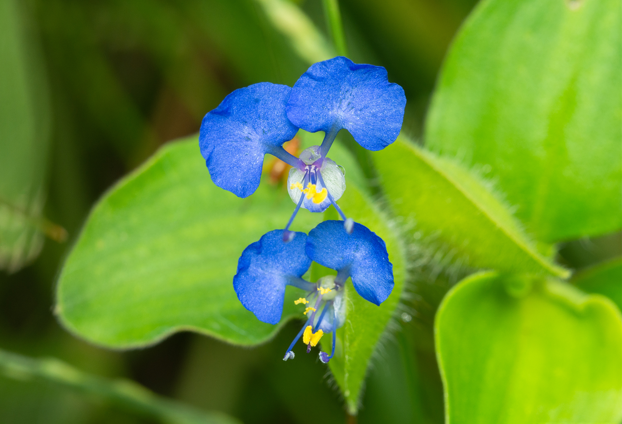 tropical spiderwort (Commelina benghalensis) · iNaturalist