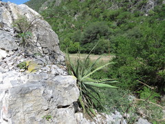 Agave xylonacantha