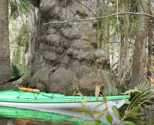 Ogeechee tupelo (Nyssa ogeche)
