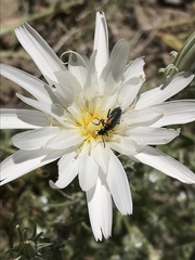 Eupompha elegans