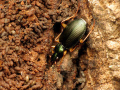 Agonum extensicolle
