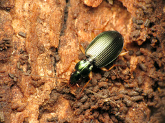 Agonum extensicolle
