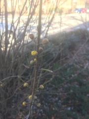 Magnoliopsida