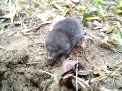 Blarina carolinensis