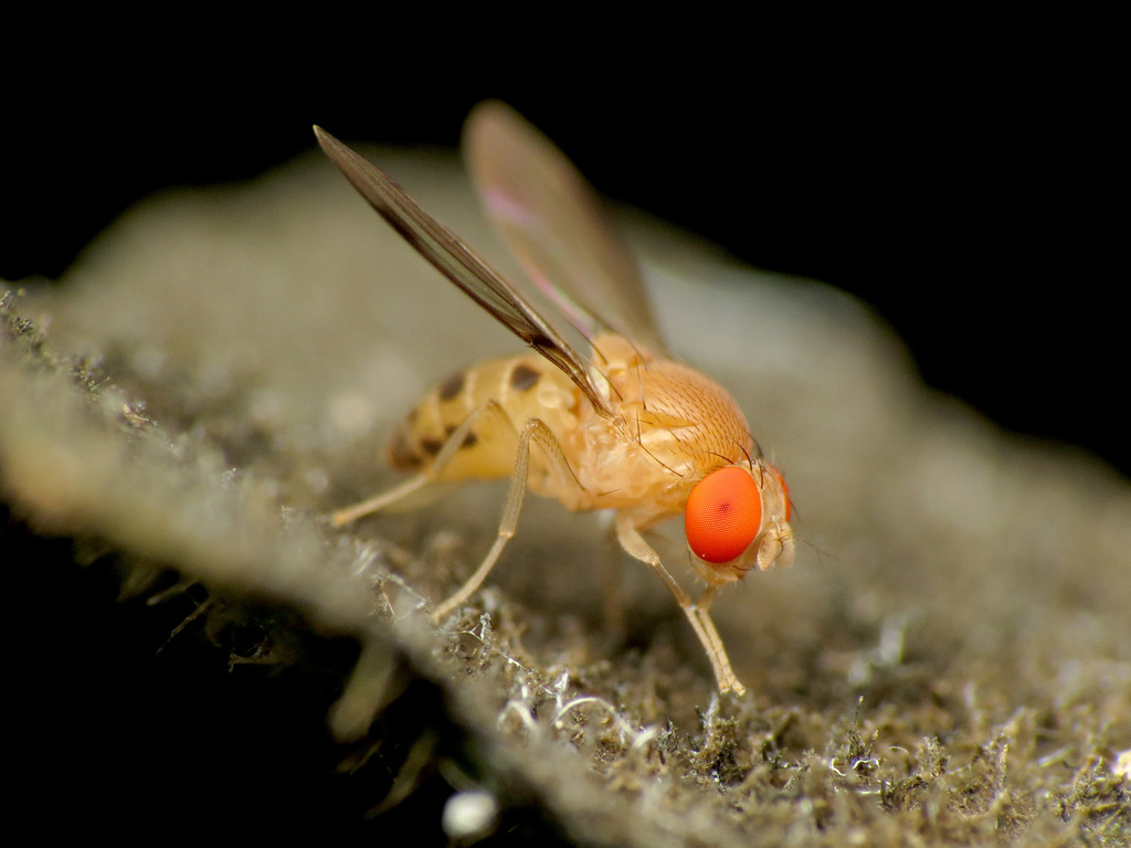 Leucophenga