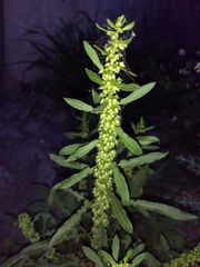 Rumex chrysocarpos