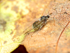 Grylloprociphilus imbricator