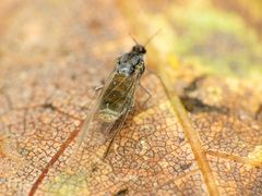 Grylloprociphilus imbricator