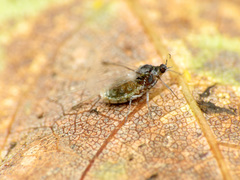 Grylloprociphilus imbricator