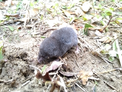 Blarina carolinensis