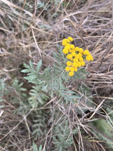 tansy