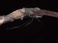 Tetragnatha mandibulata