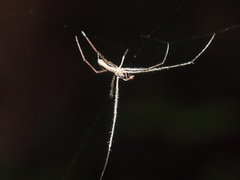 Tetragnatha mandibulata