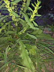 Rumex chrysocarpos