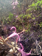 Anisacanthus puberulus