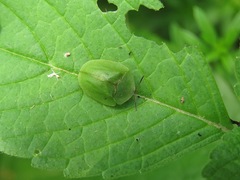 Cassida viridis