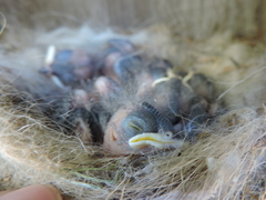 Baeolophus bicolor × atricristatus