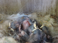 Baeolophus bicolor × atricristatus