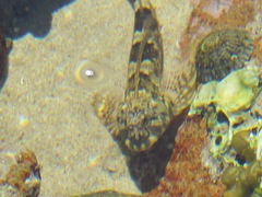 Lepidoblennius haplodactylus