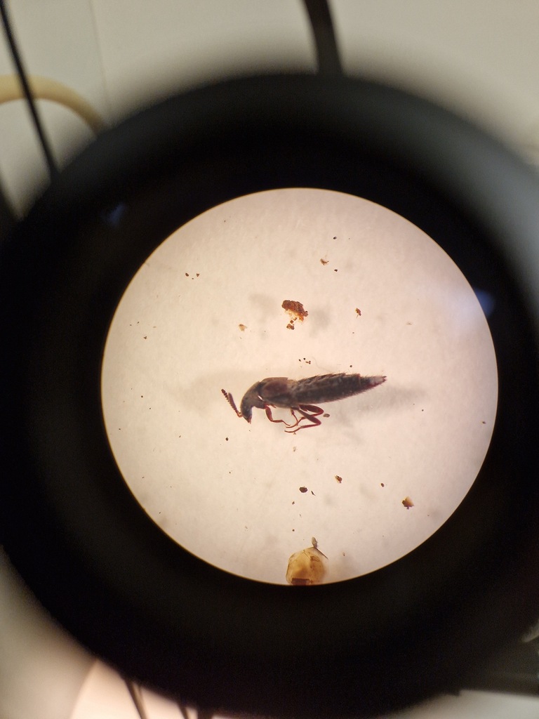 Staph beetle