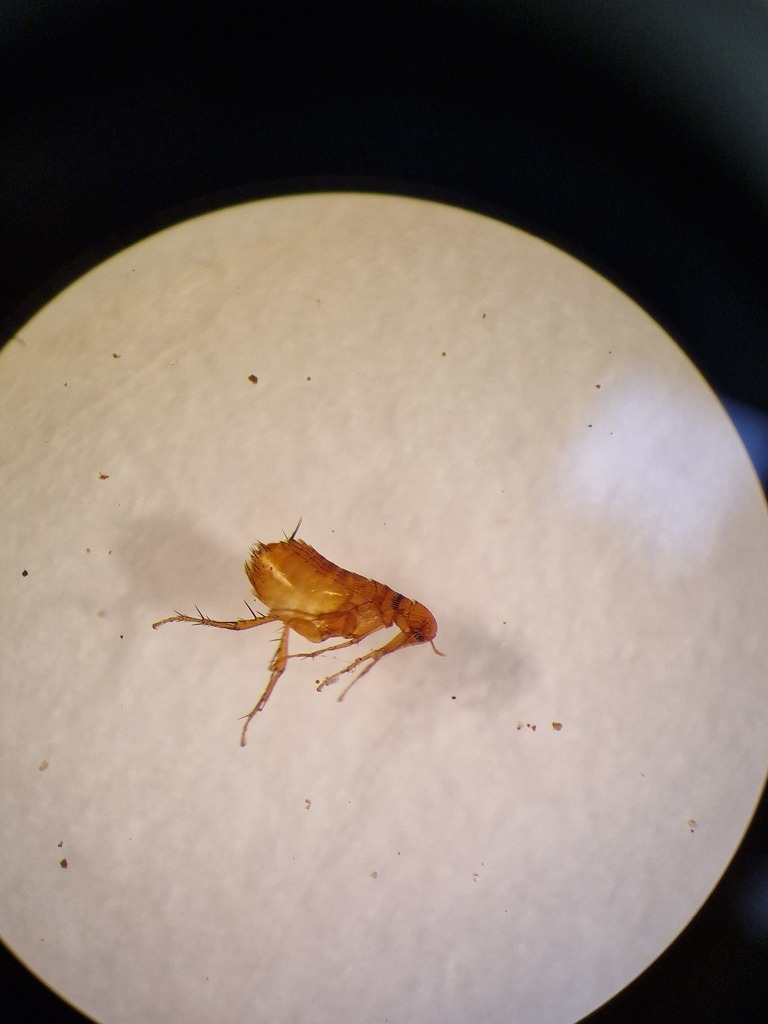 a House Mouse flea