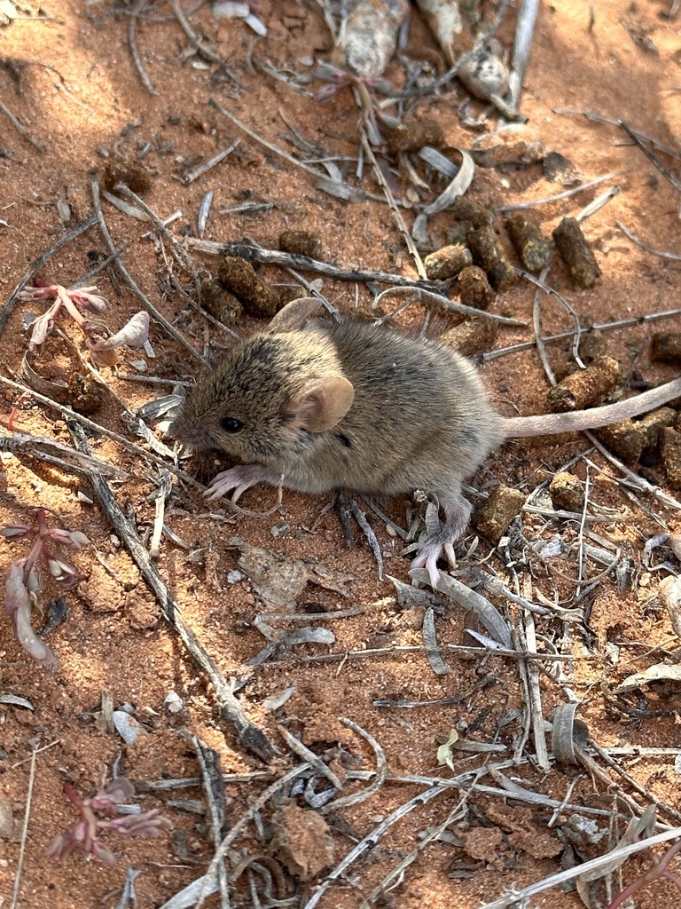 Cactus Mouse from Beyer Rd, Las Cruces, NM, US on October 16, 2023 at ...