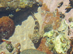 Lepidoblennius haplodactylus