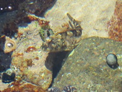Lepidoblennius haplodactylus