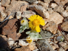 Eriophyllum wallacei