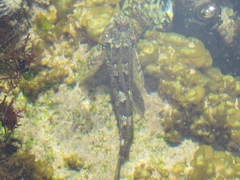 Lepidoblennius haplodactylus