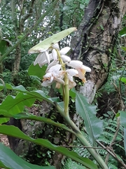 Alpinia uraiensis