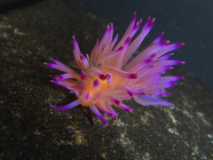 Coryphellina lotos