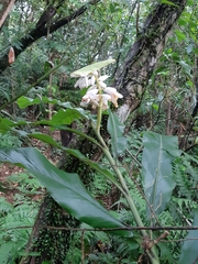 Alpinia uraiensis