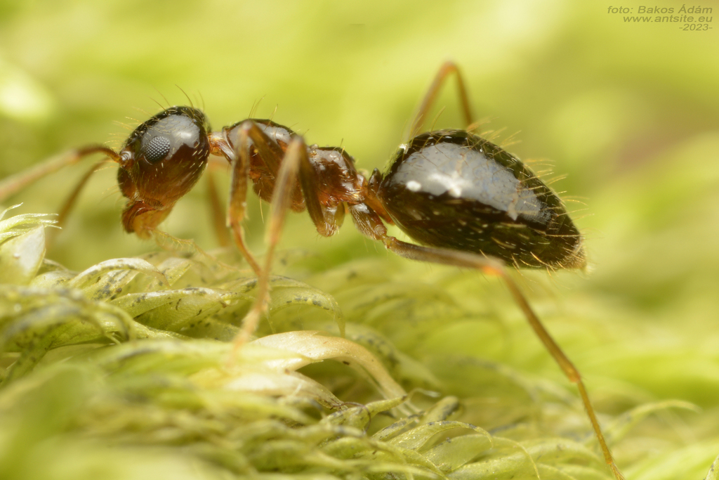 Eurasian Winter Ant