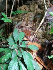 Staurogyne concinnula