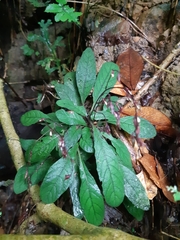 Staurogyne concinnula