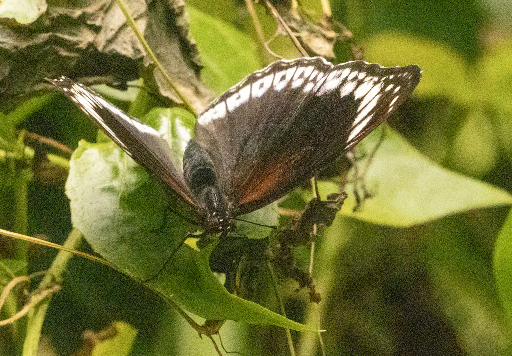Blue banded Eggfly From Talasea District Papua New Guinea On July 18 