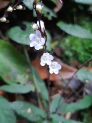 Staurogyne concinnula