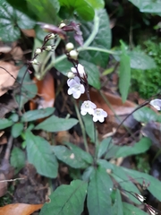Staurogyne concinnula