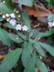 Staurogyne concinnula