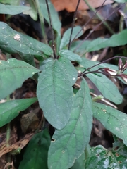 Staurogyne concinnula