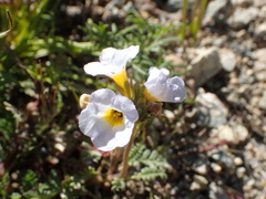 Phacelia fremontii