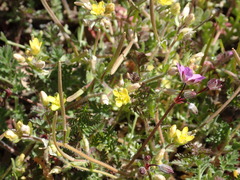 Tropidocarpum gracile