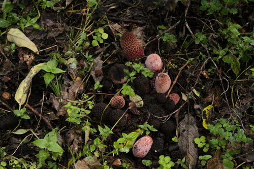 Corynaea crassa image