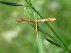 Stenoptilia pterodactyla