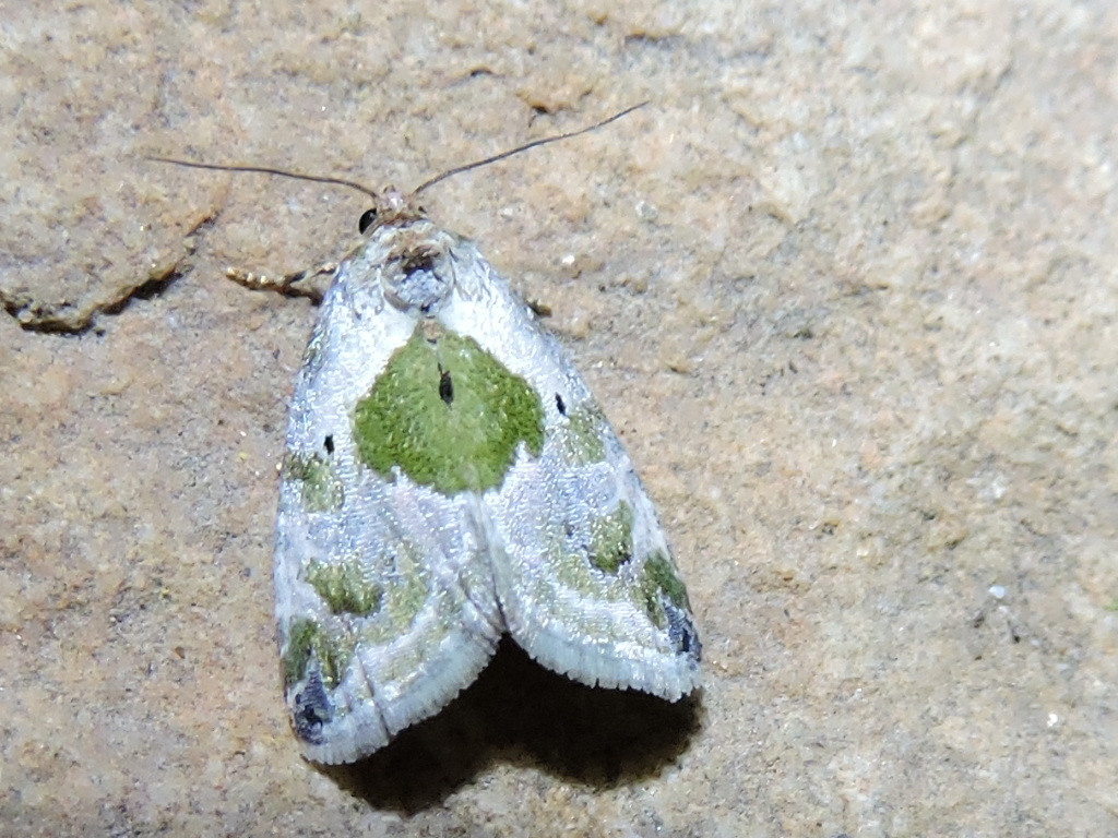 Black Dotted Glyph Common Moth And Butterflies Of Indiana · Inaturalist